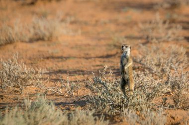 Güney Afrika 'daki Kgalagari sınır ötesi parkında Meerkat alarmda. Herpestidae familyasından Specie Suricata suricatta.