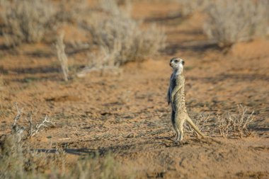 Güney Afrika 'daki Kgalagari sınır ötesi parkında Meerkat alarmda. Herpestidae familyasından Specie Suricata suricatta.