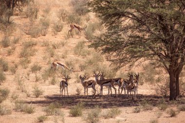 Güney Afrika 'daki Kgalagari sınır ötesi parkında ağaç gölgesinde duran küçük bir Springbok grubu Bovidae ailesinden Specie Antidorcas Marsupialis