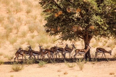 Güney Afrika 'daki Kgalagari sınır ötesi parkında ağaç gölgesinde duran küçük bir Springbok grubu Bovidae ailesinden Specie Antidorcas Marsupialis