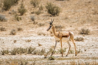 Springbok, Güney Afrika 'daki Kgalagari sınır ötesi parkında kuraklık içinde duruyor. Bovidae familyasından Specie Antidorcas Marsupialis.