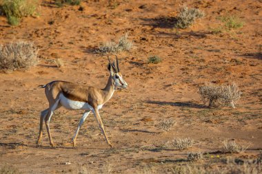 Springbok Güney Afrika 'daki Kgalagari sınır ötesi parkında yürüyordu; Specie Antidorcas marsupialis familyasından Bovidae.