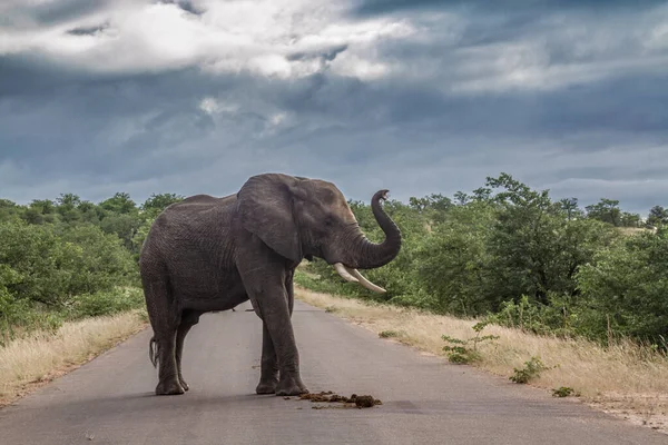 Elefante Africano Meio Estrada Safári Parque Nacional Kruger África Sul — Fotografia de Stock