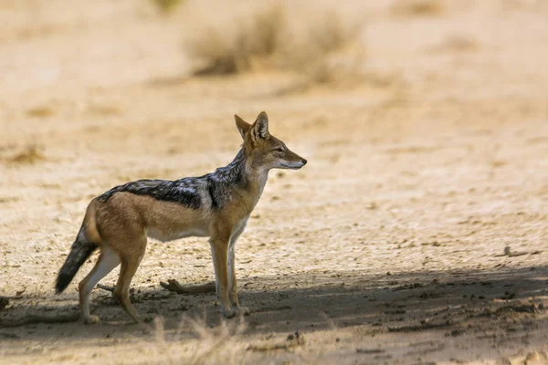 南非Kgalagadi跨国界公园的沙漠地带 黑背野狼站在干枯的阴影下 Canidae的特科物种Canis Mesomelas — 图库照片