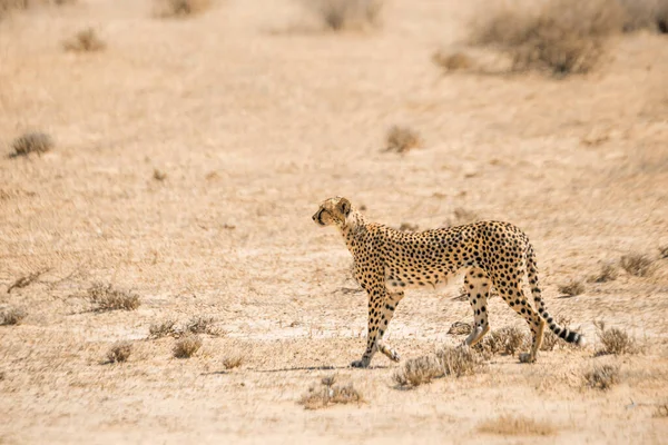 Cheetah Περπάτημα Στην Άμμο Στο Kgalagari Διασυνοριακό Πάρκο Νότια Αφρική — Φωτογραφία Αρχείου