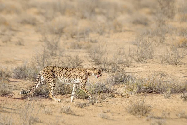 Cheetah Wandelen Zijaanzicht Het Droge Kgalagadi Grensoverschrijdende Park Zuid Afrika — Stockfoto