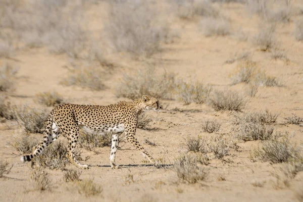 Cheetah Walking Side View Tørt Land Kgalagadi Grænseoverskridende Park Sydafrika - Stock-foto