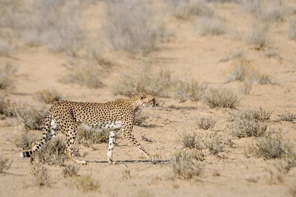 Cheetah Walking Side View Dry Land Kgalagadi Transborder Park África — Fotografia de Stock