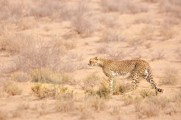 Cheetah Walking Side View Dry Land Kgalagadi Transfrontier Park Sudáfrica —  Fotos de Stock