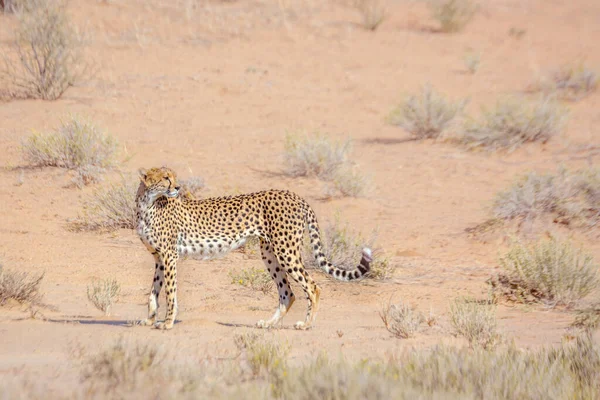 Cheetah Walking Side View Dry Land Kgalagadi Transfrontier Park South — Stock fotografie