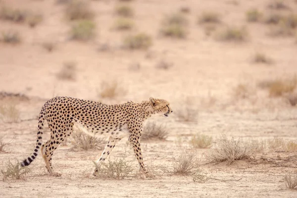 Cheetah Walking Side View Dry Land Kgalagadi Transborder Park África — Fotografia de Stock