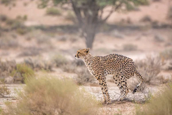 Cheetah Drop Kgalagadi Transfrontier Park South Africa Specie Acinonyx Jubatus — стоковое фото