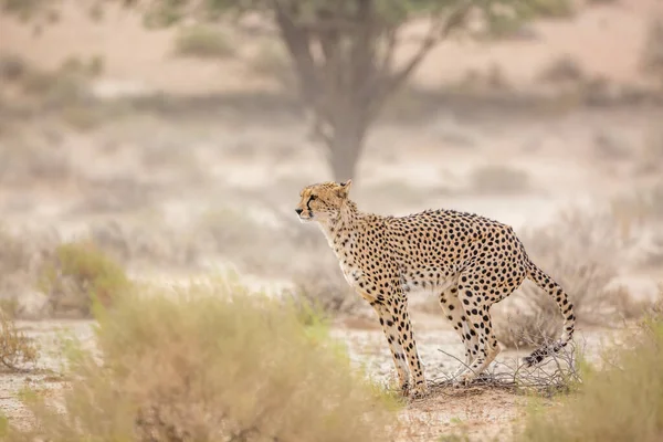 Cheetah Dropping Kgalagadi Transfrontier Park South Africa Specie Acinonyx Jubatus —  Fotos de Stock