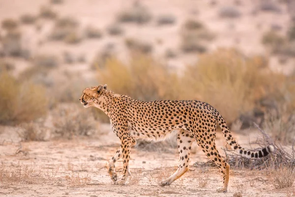 Cheetah Gyalogos Oldalnézet Szárazföldön Kgalagadi Határmenti Park Dél Afrika Specie — Stock Fotó