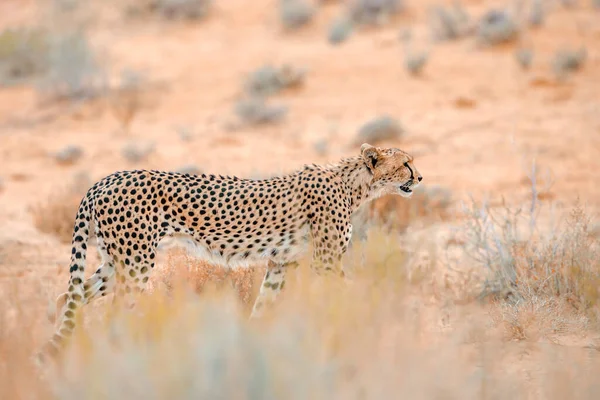 Cheetah Wandelen Zijaanzicht Het Droge Kgalagadi Grensoverschrijdende Park Zuid Afrika — Stockfoto