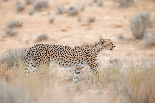 Cheetah Walking Side View Dry Land Kgalagadi Transfrontier Park South — Stock fotografie