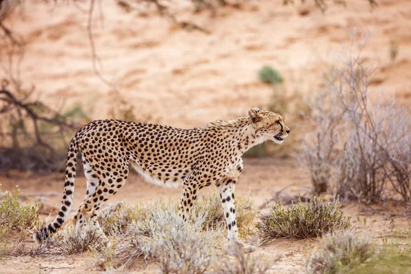 Gepardenwanderung Trockenen Kgalagadi Grenzpark Südafrika Acinonyx Jubatus Familie Der Felidae — Stockfoto