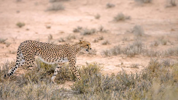 Cheetah Walking Side View Dry Land Kgalagadi Transfrontier Park Sudáfrica —  Fotos de Stock