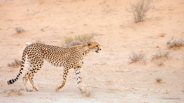 Cheetah Walking Side View Tørt Land Kgalagadi Grænseoverskridende Park Sydafrika - Stock-foto