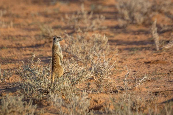 Meerkat Staat Van Paraatheid Kgalagari Grensoverschrijdend Park Zuid Afrika Soort — Stockfoto