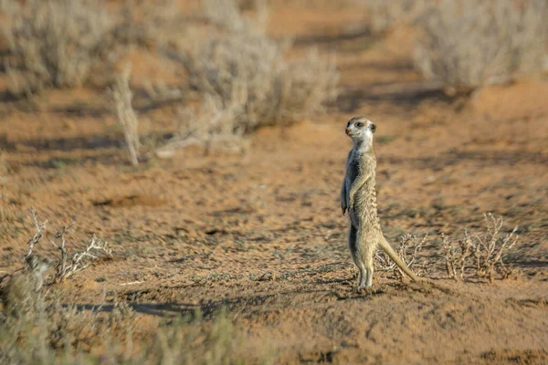 Meerkat Alerta Parque Transfronterizo Kgalagari Sudáfrica Especie Suricata Suricatta Familia — Foto de Stock