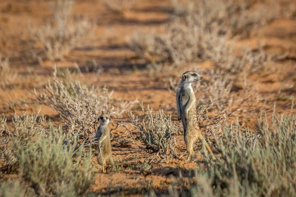 Twee Meerkat Volwassen Jong Staat Van Paraatheid Kgalagari Grensoverschrijdend Park — Stockfoto
