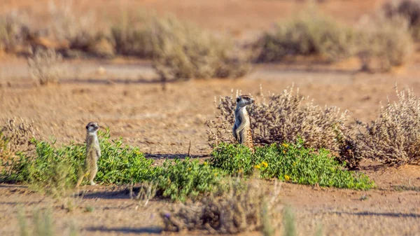 Dva Meerkat Pohotovosti Přeshraničním Parku Kgalagadi Jižní Africe Druh Suricata — Stock fotografie