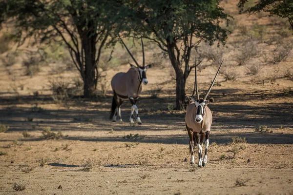 Twee Zuid Afrikaanse Oryx Wandelen Het Droge Kgalagadi Grensoverschrijdende Park — Stockfoto