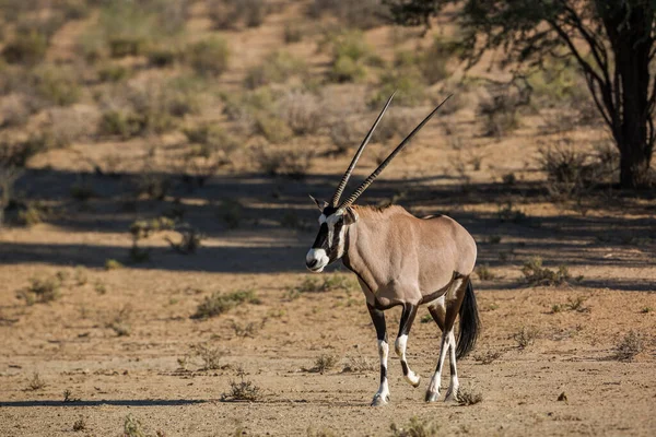 South African Oryx Walking Front View Dry Land Kgalagadi Transborder — Photo