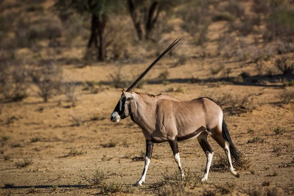 Zuid Afrikaanse Oryx Wandelen Zijaanzicht Het Droge Kgalagadi Grensoverschrijdend Park — Stockfoto