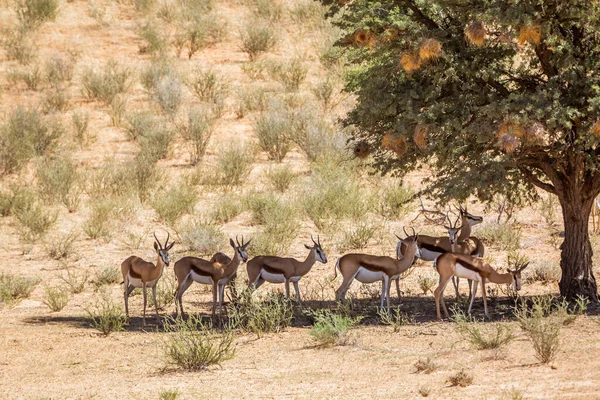 Pequeño Grupo Springbok Pie Sombra Árbol Parque Transfronterizo Kgalagari Sudáfrica —  Fotos de Stock