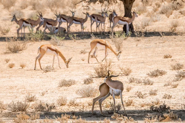 Μικρή Ομάδα Του Springbok Στέκεται Στη Σκιά Των Δέντρων Στο — Φωτογραφία Αρχείου