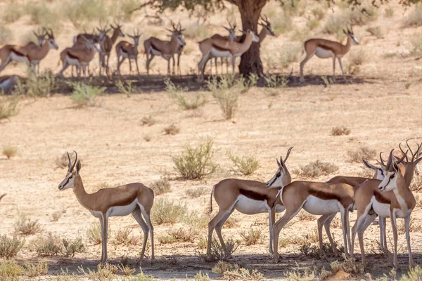 南アフリカ カラガリ国境公園の木の影に立つスプリングボクの小グループ 種Antidorcas Marsuialis科 — ストック写真