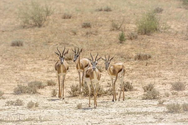 Pequeño Grupo Springbok Caminando Frente Vista Tierra Seca Parque Transfronterizo —  Fotos de Stock