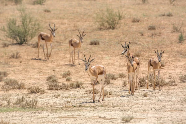 Springbok Küçük Bir Grubu Güney Afrika Daki Kgalagari Transfrontier Parkında — Stok fotoğraf