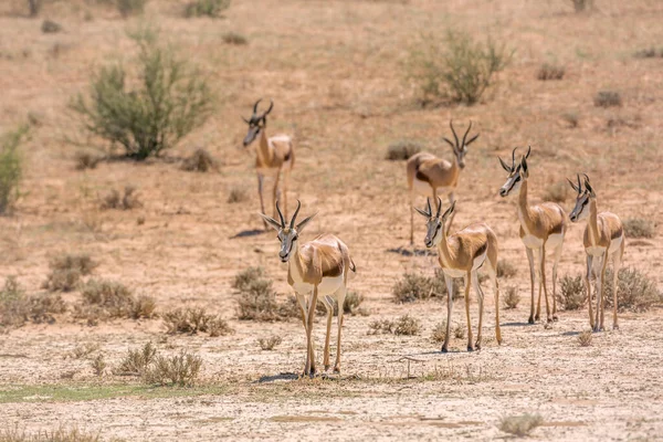 南アフリカのカラガリ国境公園の乾燥した土地で正面にある小さなグループO Springbok歩く 種Antidorcas Marsuialis Bovidaeの家族 — ストック写真