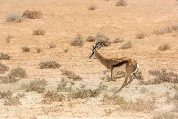 位于南非Kgalagari跨界公园的Springbok 属于Bovidae的Antidorcas Marsupialis科物种 — 图库照片