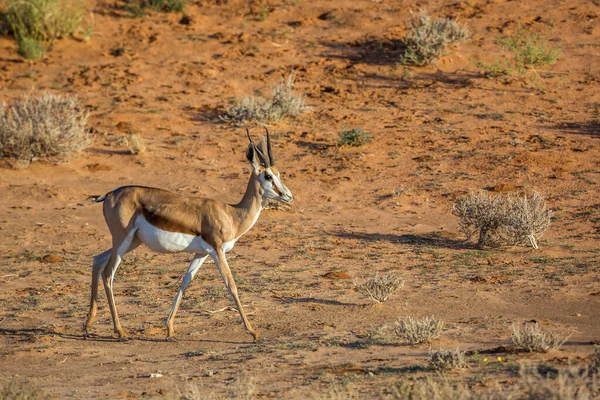 在南非Kgalagari跨国界公园干地散步的Springbok 属于Bovidae的Antidorcas Marsupialis科物种 — 图库照片