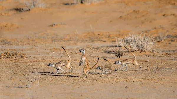 Four Meerkat Running Away Kgalagari Transfrontier Park South Africa Specie — Stock Photo, Image