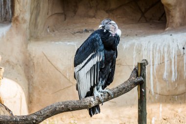Vulpro Rehabilitasyon Merkezi, Güney Afrika 'daki And Akbabası; Cathartidae familyasından Specie Vultur gryphus