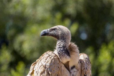 Güney Afrika Vulpro rehabilitasyon merkezinde Cape Vulture portresi; Specie Gyps Accipitridae ailesi