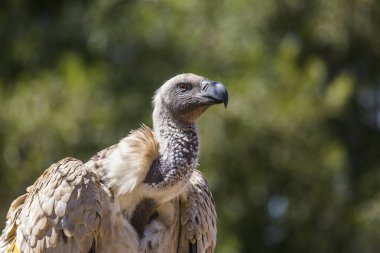 Güney Afrika Vulpro rehabilitasyon merkezinde Cape Vulture portresi; Specie Gyps Accipitridae ailesi