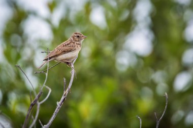 Güney Afrika 'daki Kruger Ulusal Parkı' nda bir dalda duran monoton Lark, Alaudidae familyasından geçen Specie Mirafra.