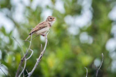 Güney Afrika 'daki Kruger Ulusal Parkı' ndaki bir şubede şarkı söyleyen monoton Lark, Alaudidae familyasından Specie Mirafra.