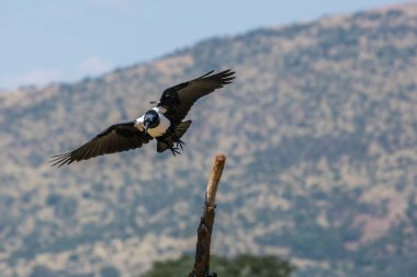 Güney Afrika 'daki Vulpro rehabilitasyon merkezinde uçan Afrika Kargası, Corvidae familyasından Specie Corvus albus.