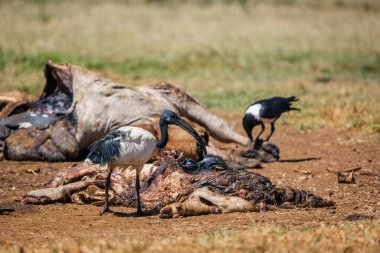 Güney Afrika 'daki Vulpro rehabilitasyon merkezinde sığır leşinde Afrika Kutsal Ibis ve Afrika Fareli Köyü Kargası; Threskiornis aethiopicus ailesi Threskiornithidae