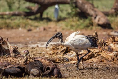 Güney Afrika 'daki Vulpro rehabilitasyon merkezinde sığır leşindeki Afrika kutsal Ibis; Threskiornis aethiopicus ailesi Threskiornithidae