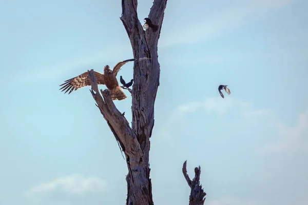 African Harrier Hawk Juvenile Flight Chasing Starling Kruger National Park — Stock Fotó