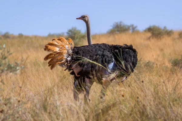 African Ostrich Male Dry Savannah Kgalagadi Transfrontier Park South Africa — Stock Photo, Image