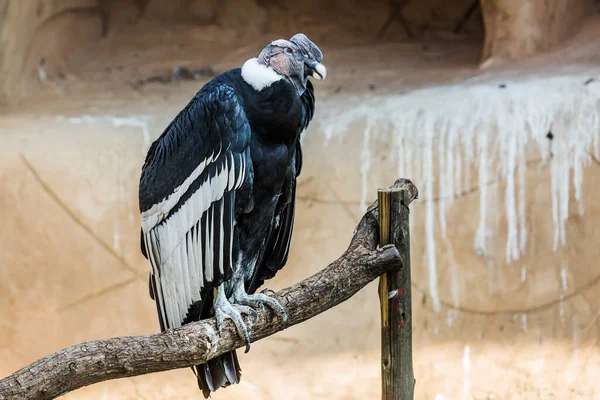 Andean Condor in Vulpro rehabilitation center, South Africa ; specie Vultur gryphus family of Cathartidae